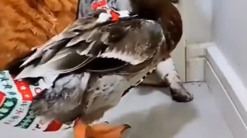 cats and ducks are so funny that they make me laugh