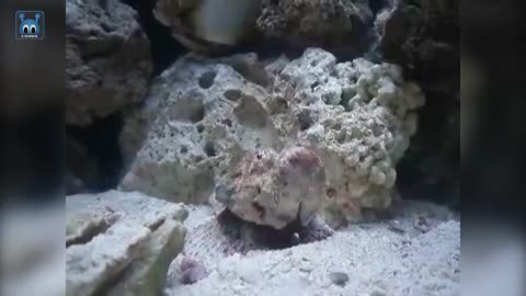 Be Careful If You Meet This Fish! Stonefish, Poisonous Fish