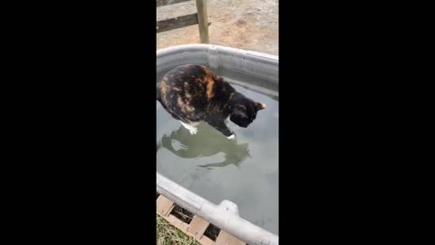 Miraculous footage shows ''Jesus cat' walking on water