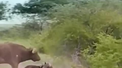 Wildlife Animal / Bull Attack on Lion