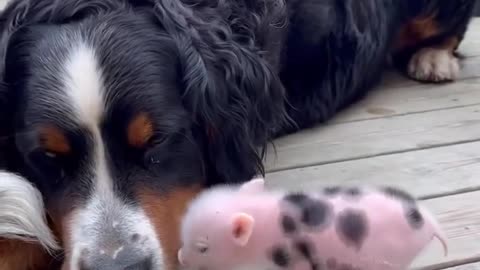 A cute family❤️🐷🐶🐶