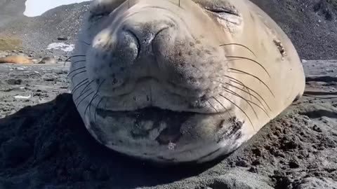 so seals can sneez too🤯