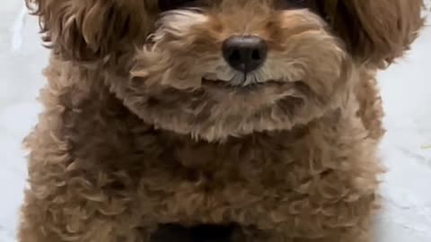 doggo, happy doggo