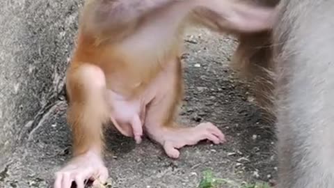 Poor monkey baby 😍 Cute monkeys baby acting like humans