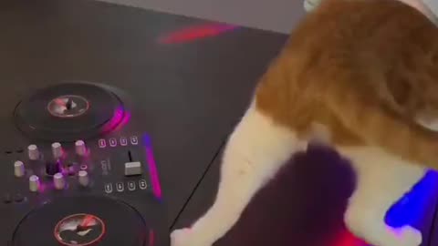 "Pawsome Beats: Jamming with the Hottest Cat DJ in Town"