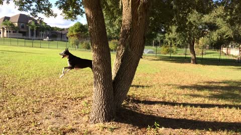 Great Dane Bouncing & Barking at Squirrel