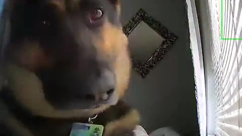 Funny dogs, dogs, funny, funny pets, funny video, funny dog, funny animals, funny cats,