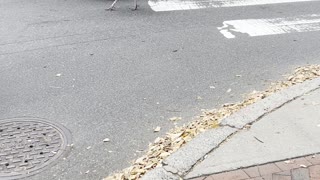 UPS Driver Escorts Wild Turkeys Through Busy Intersection