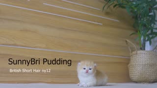 Tiny Kitten Pudding is crying to find mother cat