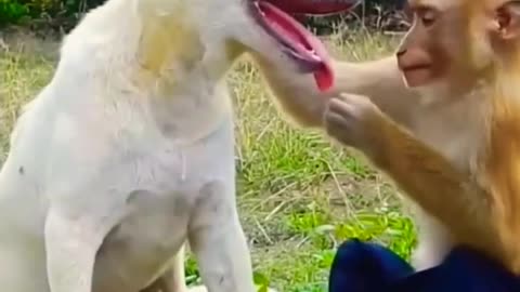 #funnymoments #animals #funny viral video compilation 🤣😂😂