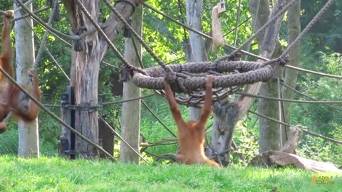 A balancing act of a young orangutan