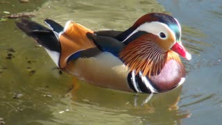 Saltram Park Mandarin ducks Ocean City Plymouth
