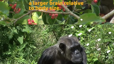 Baboons VS Chimpanzee