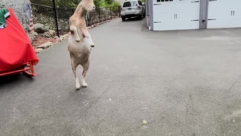 George the Basketball Playing Goat