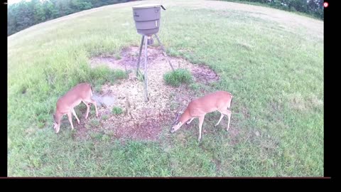 Some deer at the feeder 5/11/2023