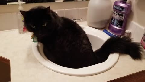 What are you doing in the sink?