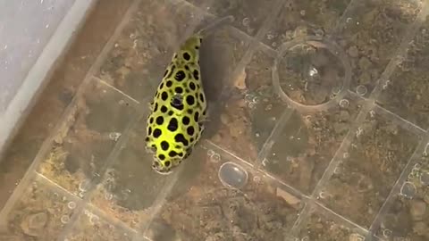 Catching Green spotted puffer Fish in Lake # shorts