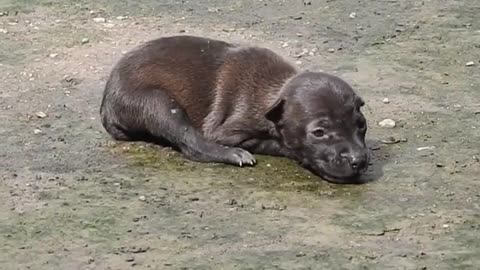 The Smart Puppy Was Abandoned By Someone And Is Crying In The Middle