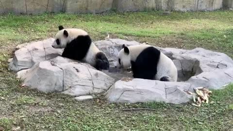 Panda down to take a bath