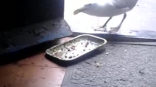 Seagull Walks into house