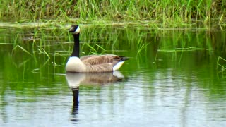 Canada Goose