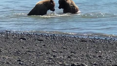 Ursos selvagens Bbrincando no mar