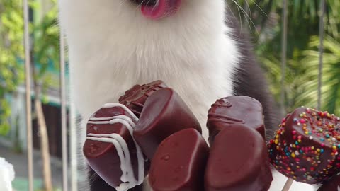Chocolate covered marshmallows,delicious and easy to make!🍫(ASMR)#tiktok#shorts#cat#pet#marshmallow