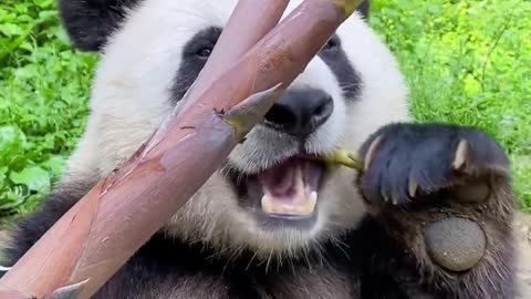 Pandas have a big appetite, fresh bamboo shoots are delicious