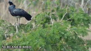 Screamer bird-Brasil