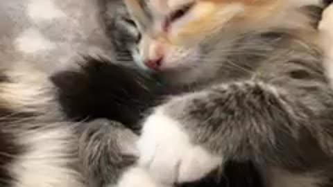 Fall in love with this ridiculously adorable family on our rescue livestream: TinyKittens.com/live