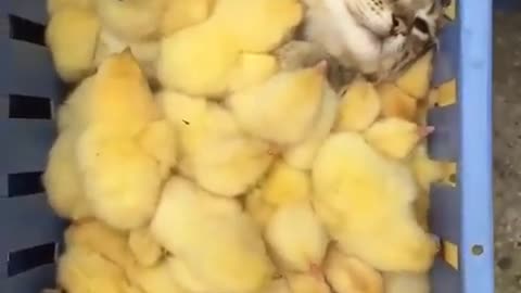 Funny cat with baby chickens