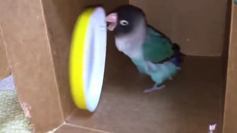 silly parrot playing with plate