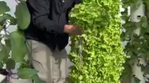 Preparedness - Vertical Gardens