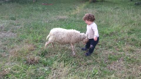 Cute sheep with a child playing