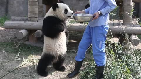 Panda's short legs can stand and pounce