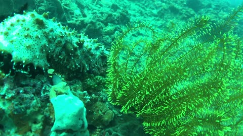 Sea cucumbers are known as scavengers of the ocean floor
