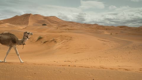 Camels walking in the desert 2.