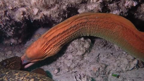 The Green Moray