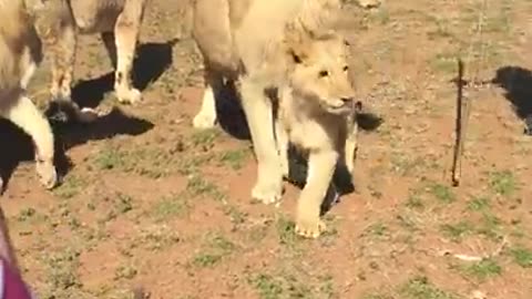 Man walk with King lion on jungel south africa