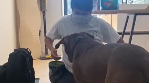 Dog🐶🐕 shorts Training Video Dog🐾🐾 Training Tricks Dog Training