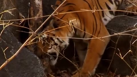 Untamed Love Wild Tiger Cubs Revel in Playful Moments with Their Doting Mother