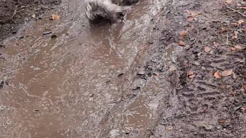 Fluffy White Dog Lays in Mud Puddle to Owner's Dismay