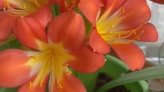 🌺 #shorts Beautiful #clivia #closerange #flowers #orchid