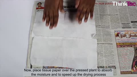 DIY Herbarium Sheet ThinkTac Science Experiment