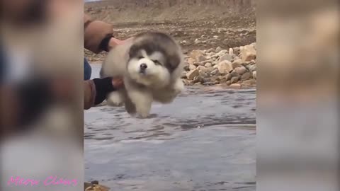 Baby Alaskan Malamute being derpy for 2 minutes straight!