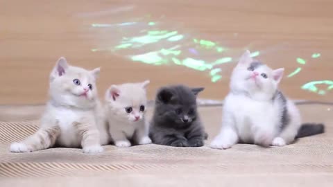 Three cute little kittens