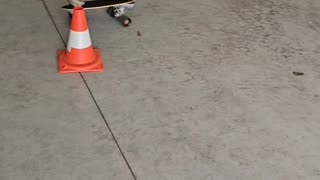 Kitten Rides a Mini Skateboard