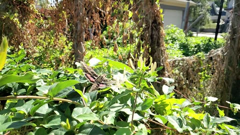 Hummingbird moth