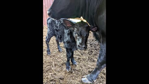 Gertie's First Calf