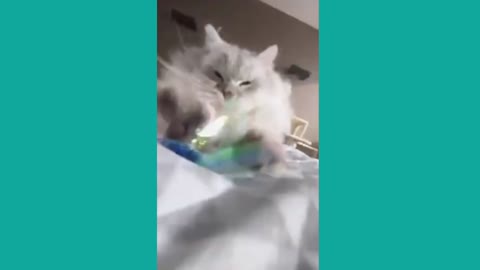 Cute Funny Cat Videos 2022